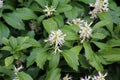 In the garden there is a valuable groundcover dwarf semi-shrub Pachysandra terminalis Royalty Free Stock Photo