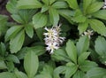 In the garden there is a valuable groundcover dwarf semi-shrub Pachysandra terminalis Royalty Free Stock Photo