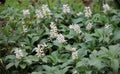 In the garden there is a valuable groundcover dwarf semi-shrub Pachysandra terminalis Royalty Free Stock Photo