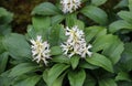 In the garden there is a valuable groundcover dwarf semi-shrub Pachysandra terminalis Royalty Free Stock Photo
