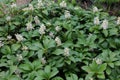 In the garden there is a valuable groundcover dwarf semi-shrub Pachysandra terminalis Royalty Free Stock Photo