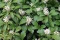 In the garden there is a valuable groundcover dwarf semi-shrub Pachysandra terminalis Royalty Free Stock Photo