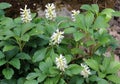 In the garden there is a valuable groundcover dwarf semi-shrub Pachysandra terminalis Royalty Free Stock Photo