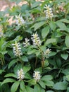 In the garden there is a valuable groundcover dwarf semi-shrub Pachysandra terminalis Royalty Free Stock Photo
