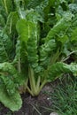 Garden with a thick leafy rhubarb plant growing Royalty Free Stock Photo