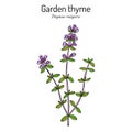 Garden thyme thymus vulgaris , medicinal plant.