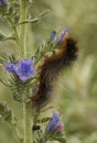 Garden Tiger Caterpillar, Grote Beer Rups, Arctia caja