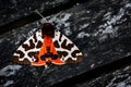 Garden tiger moth