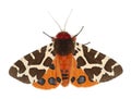 Garden tiger moth, Arcrtia caja isolated on white background