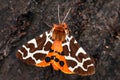 Garden Tiger moth - Arctia caja Royalty Free Stock Photo