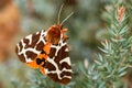 Garden Tiger moth - Arctia caja Royalty Free Stock Photo