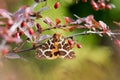 Garden tiger moth Arctia caja on the bush Royalty Free Stock Photo