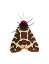 Garden tiger moth (Arctia caja)