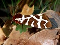 Garden Tiger Moth