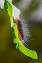 Garden Tiger moth - Arctia caja