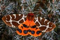 Garden Tiger moth - Arctia caja