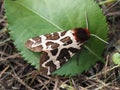 Garden tiger moth, Arctia Caja Royalty Free Stock Photo