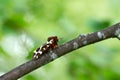 Garden tiger moth, Arctia caja resting on birch twig Royalty Free Stock Photo