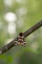 Garden tiger moth, Arctia caja resting on birch twig Royalty Free Stock Photo