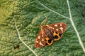 Garden Tiger Moth - Hyphoraia aulica Royalty Free Stock Photo