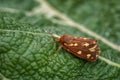 Garden Tiger Moth - Hyphoraia aulica Royalty Free Stock Photo