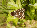 Garden Tiger Moth on leaf