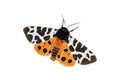 Garden tiger moth over white