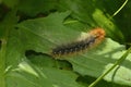 Garden tiger moth