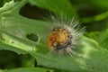 Garden tiger moth