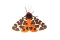 Garden tiger moth (Arctia caja) Royalty Free Stock Photo
