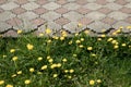 Garden tile pathway with blooming dandelion flowers around Royalty Free Stock Photo