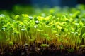 From Garden to Plate: Box of Homegrown Juicy Microgreens - Generative AI