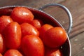 Freshly picked and washed tomatoes in a collander in the sunshine Royalty Free Stock Photo