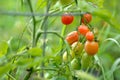 Garden Tomatoes