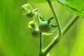 Garden tomatoes in the plant.