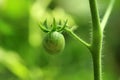 Garden tomatoes in the plant.