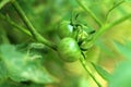 Garden tomatoes in the plant.