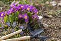 Garden tool and composition with flowers in the natural environment.