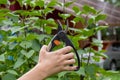 Garden tool pruner in hand on branch background