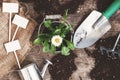 Garden tool, shovel, rake, watering can, bucket, tablets for plants, flower daisy in a flowerpot on a wooden old brown table with Royalty Free Stock Photo