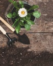 Garden tool, shovel, rake, watering can, bucket, tablets for plants, flower daisy in a flowerpot on a wooden old brown table with Royalty Free Stock Photo