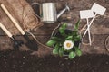 Garden tool, shovel, rake, watering can, bucket, tablets for plants, flower daisy in a flowerpot on a wooden old brown table with Royalty Free Stock Photo