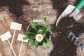 Garden tool, shovel, rake, watering can, bucket, tablets for plants, flower daisy in a flowerpot on a wooden old brown table with Royalty Free Stock Photo