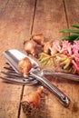 Garden tools and bulbs on wood table Royalty Free Stock Photo