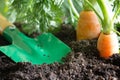 Garden tools and carrot on the soil abstract spring background