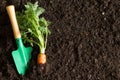 Garden tools and carrot on the soil abstract spring background