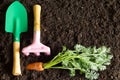 Garden tools and carrot on the soil abstract spring background