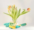 Garden tools claw and gloves with tulips