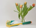 Garden tools claw and gloves with tulips