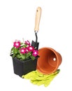 Garden tools and flowers with pot and gloves isolated on white Royalty Free Stock Photo